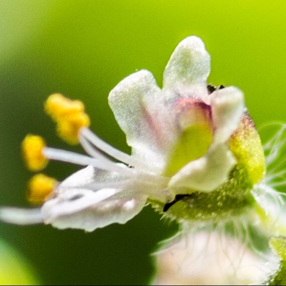 Meet your Posher! 💋 - Picture 1 of 1